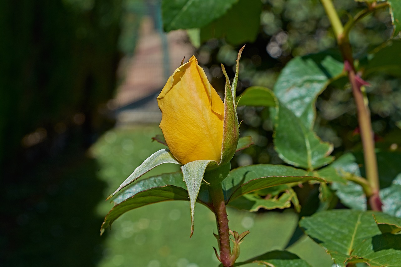 yellow rose  petals  romantic free photo