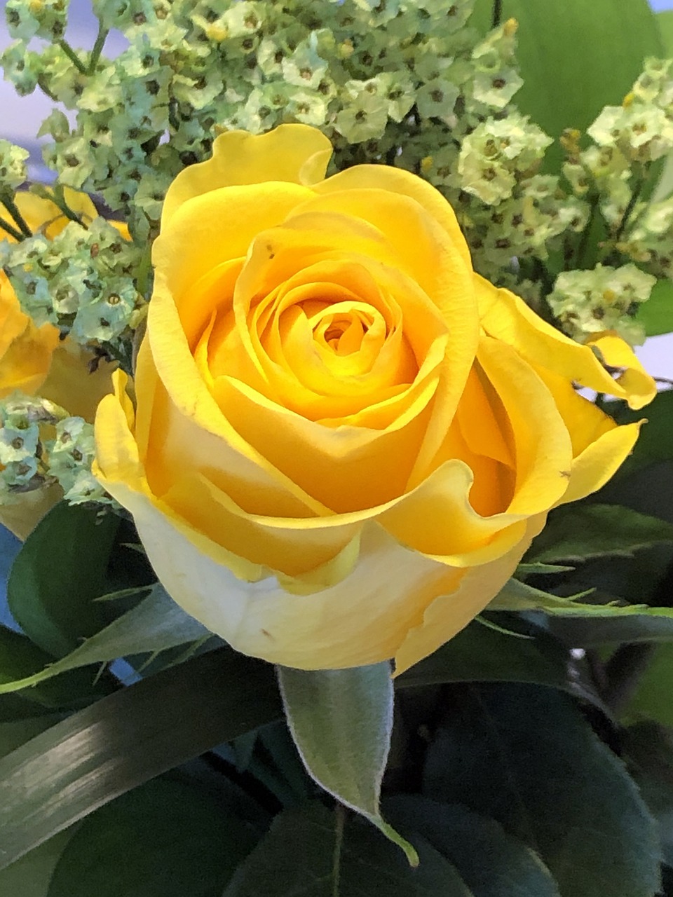 yellow rose  flower  roses free photo