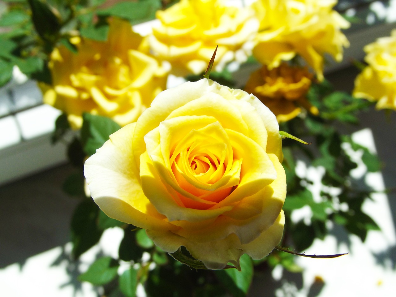 yellow rose flower beauty free photo