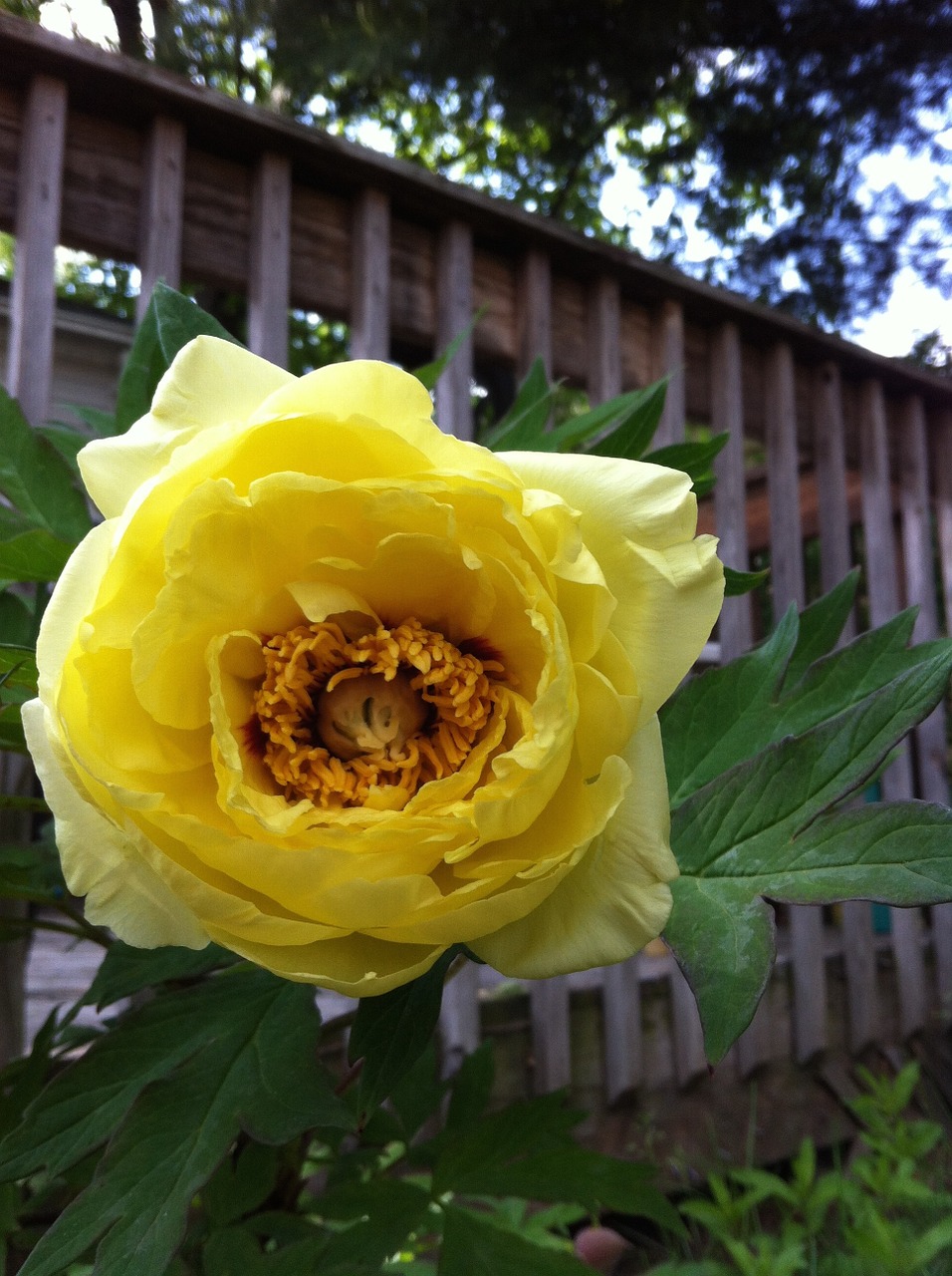 yellow rose bush flower free photo