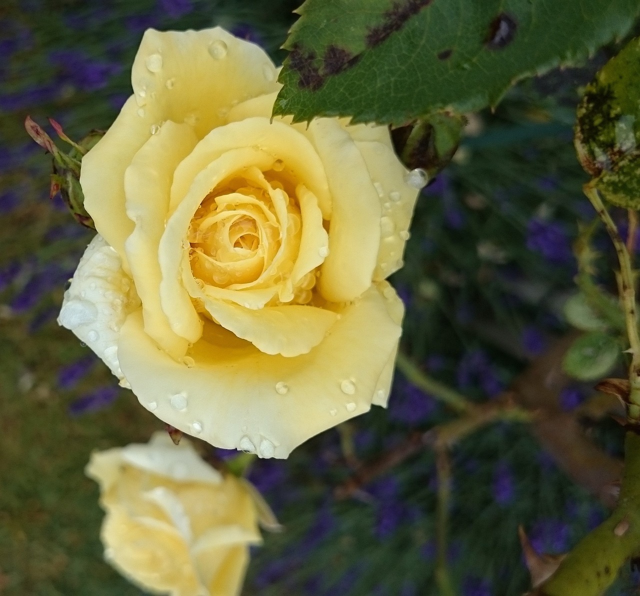 yellow rose garden flower free photo