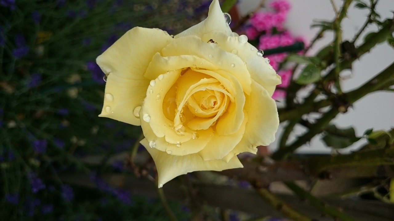 yellow rose garden flower free photo