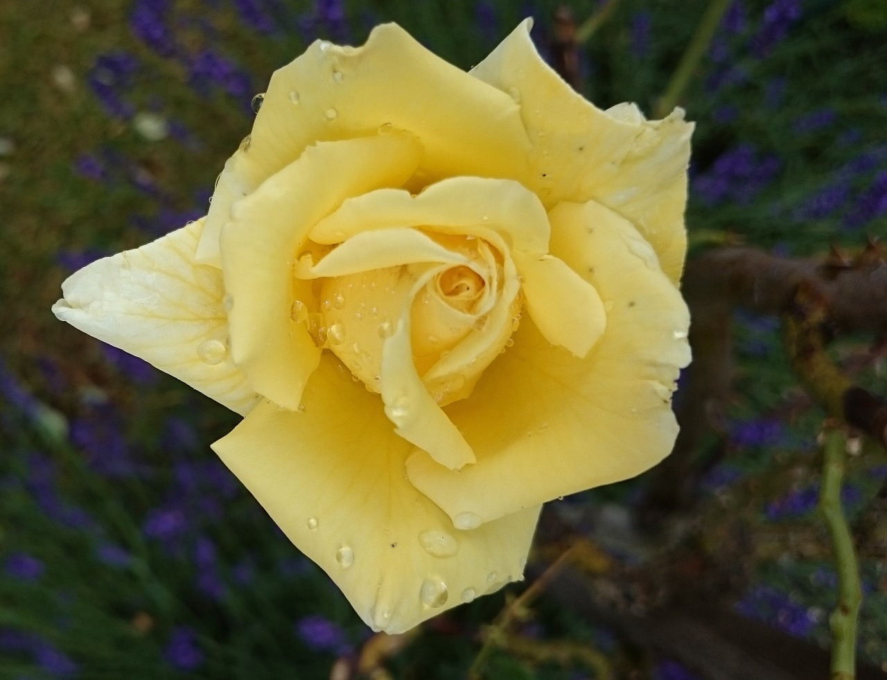 yellow rose garden close free photo