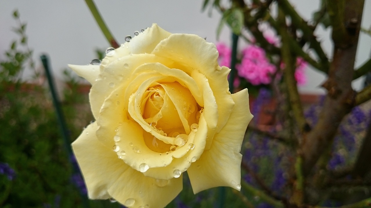 yellow rose garden raindrop free photo