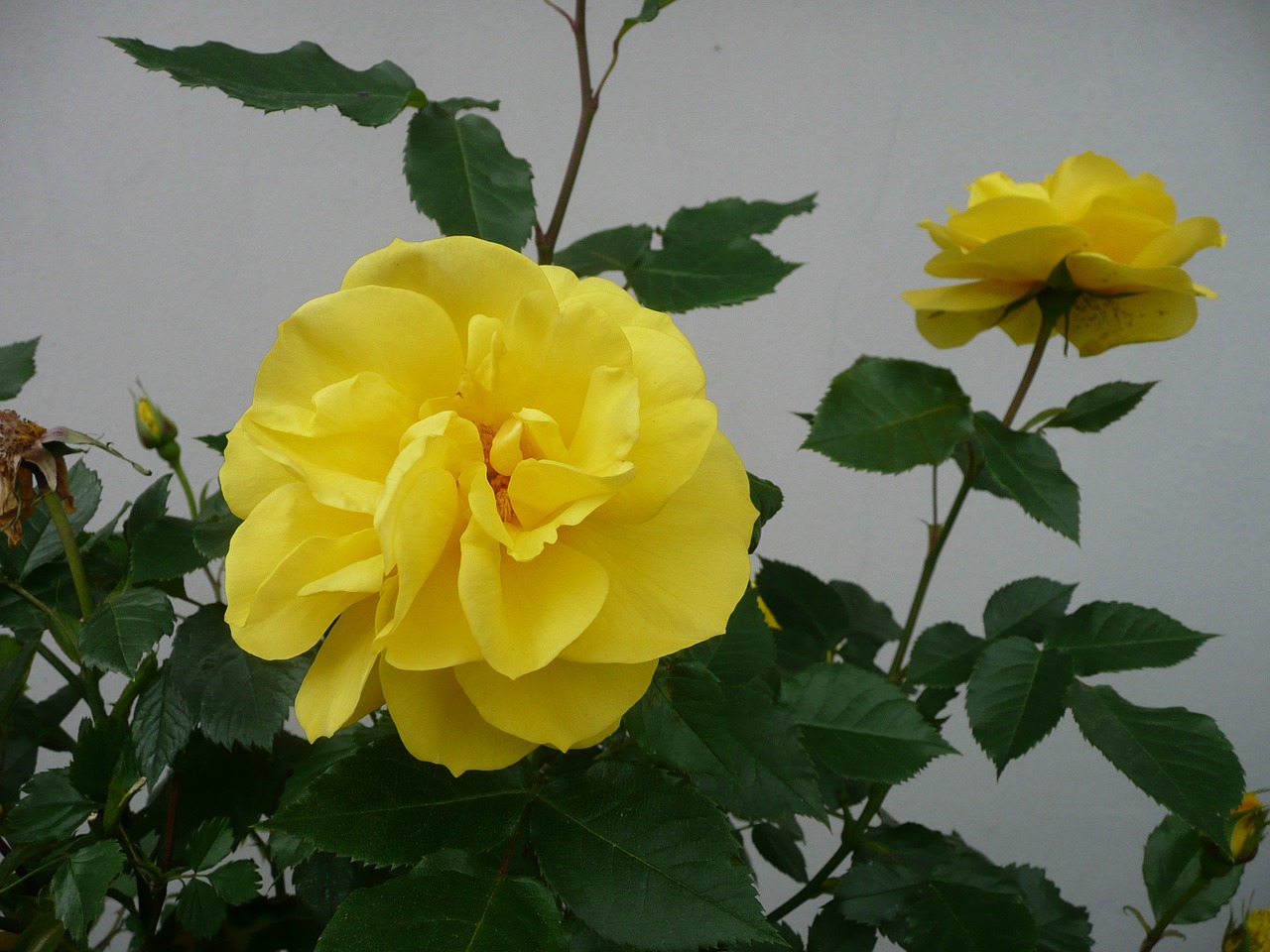 yellow rose flower flowers free photo