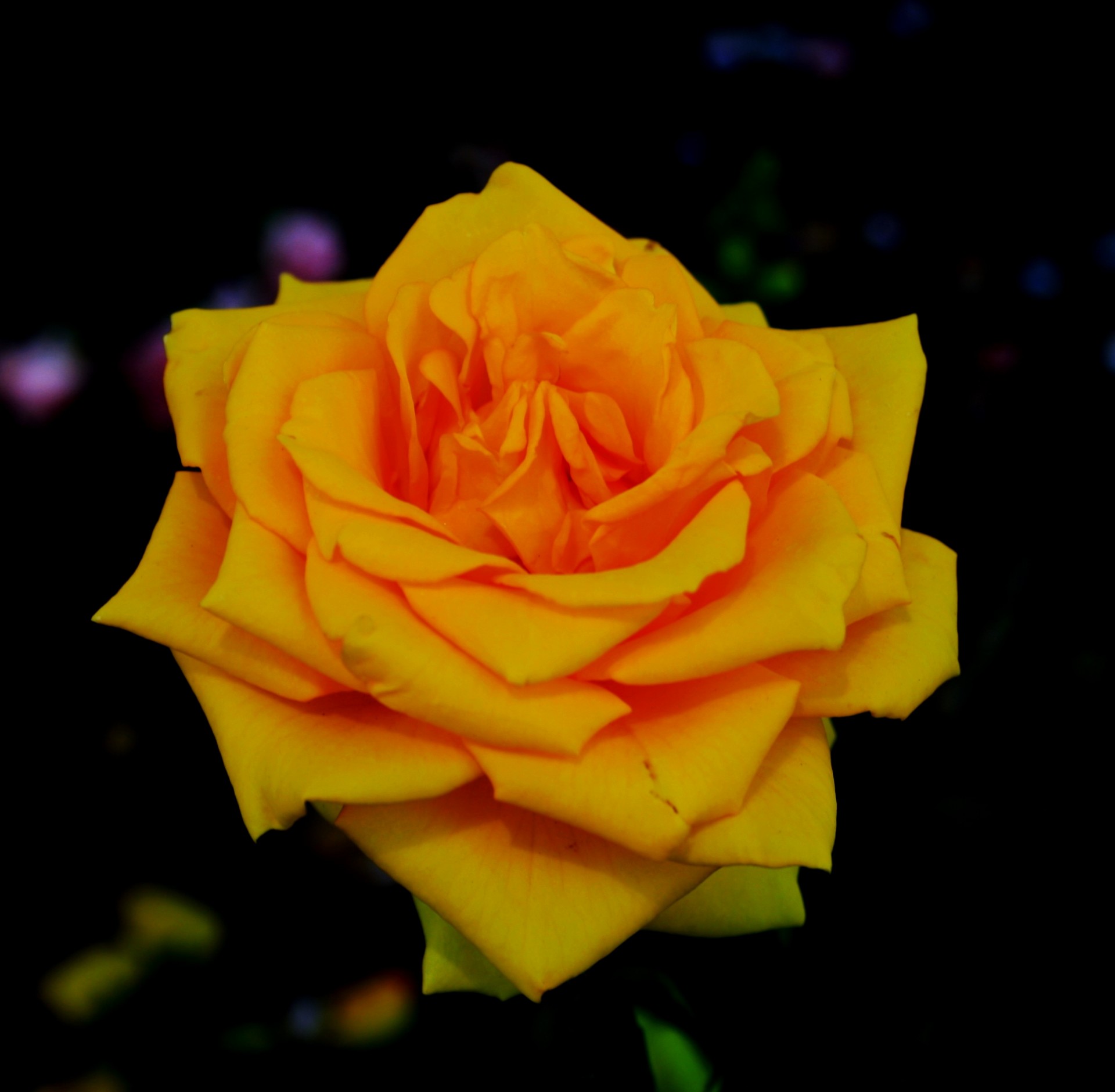 rose flower bloom free photo