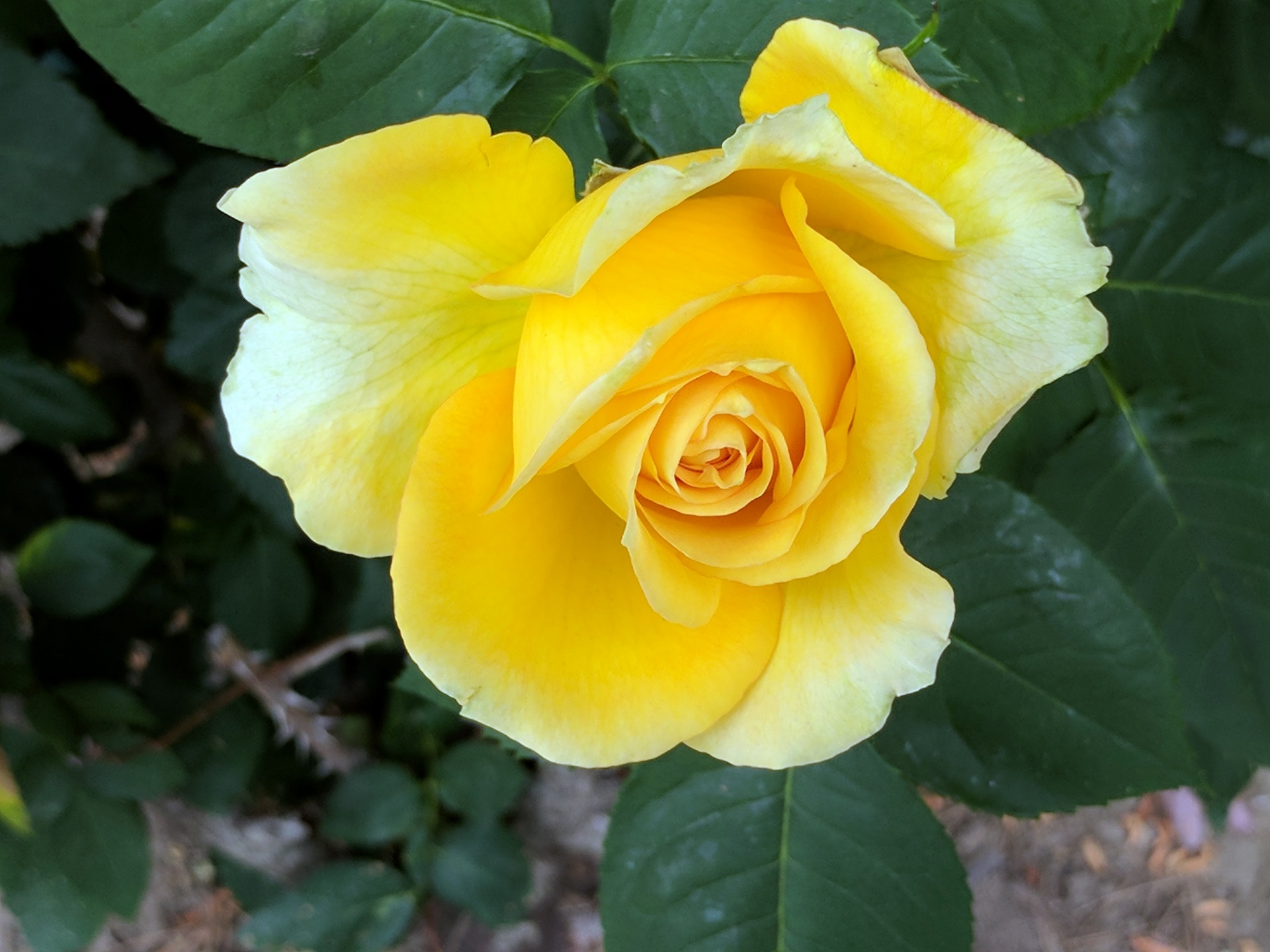 rose roses yellow free photo