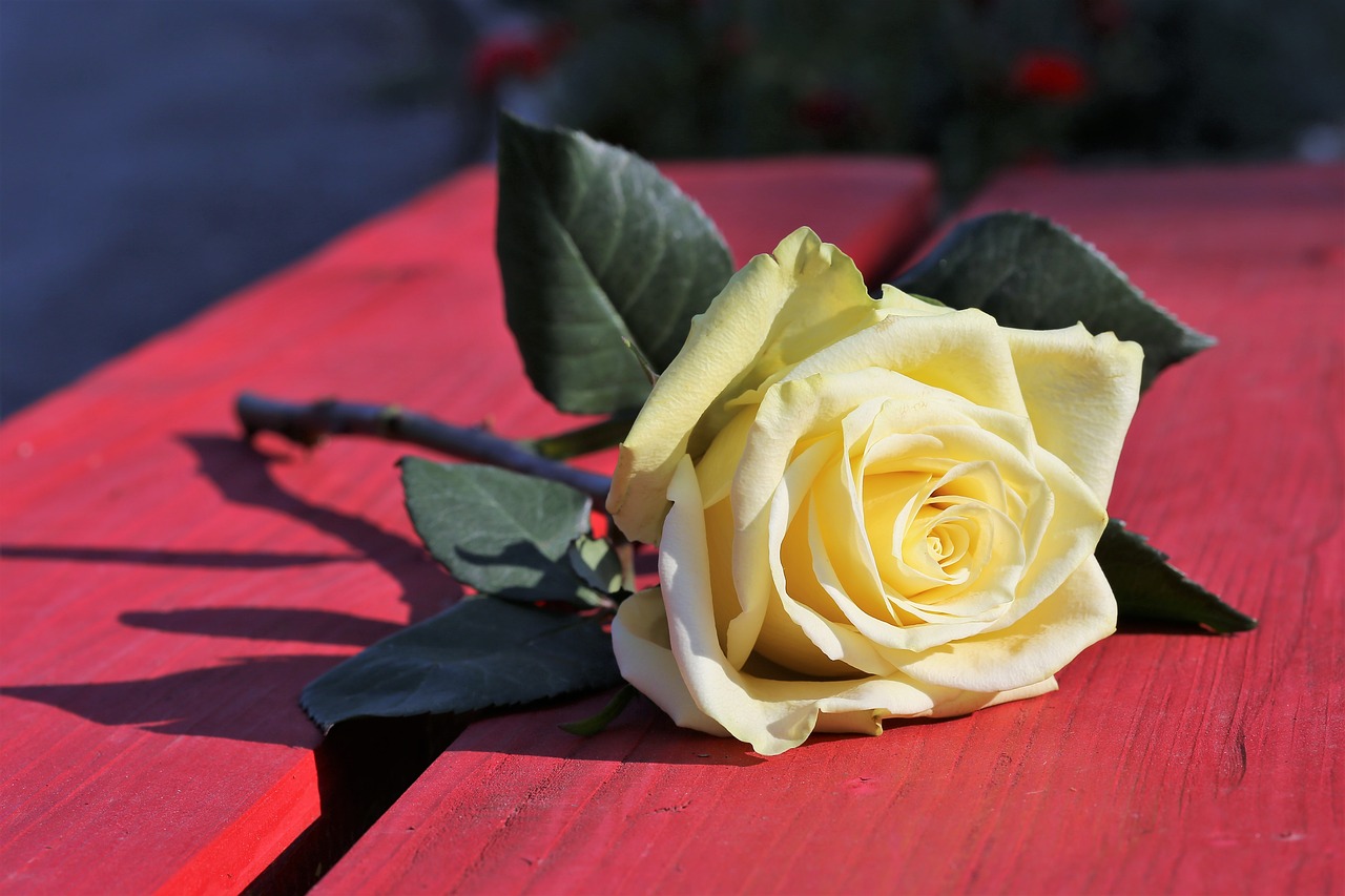 Одна красная роза на фоне желтых роз