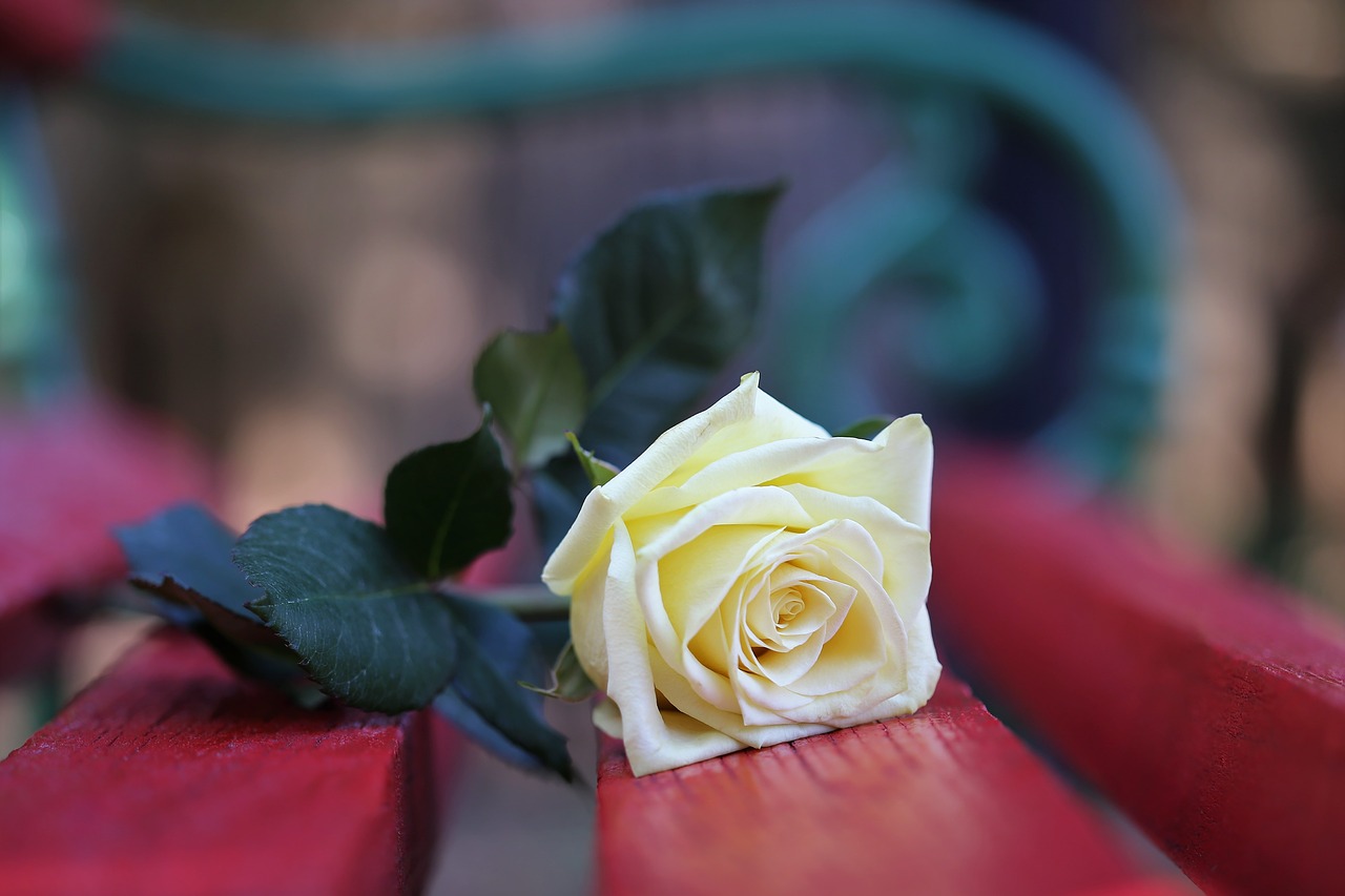 yellow rose on red bench  rosa foetida  flower free photo