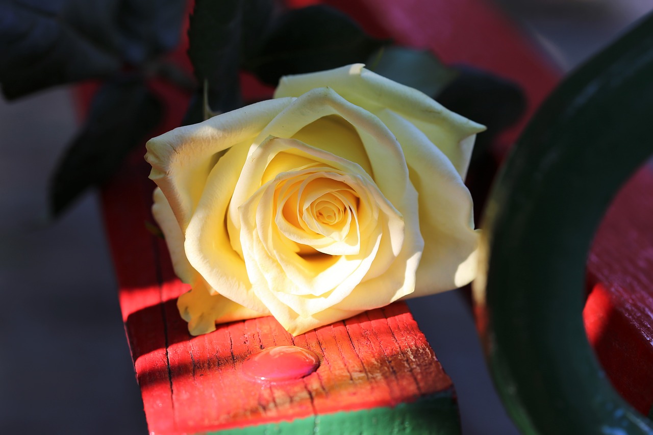 yellow rose on red bench  rosa foetida  flower free photo