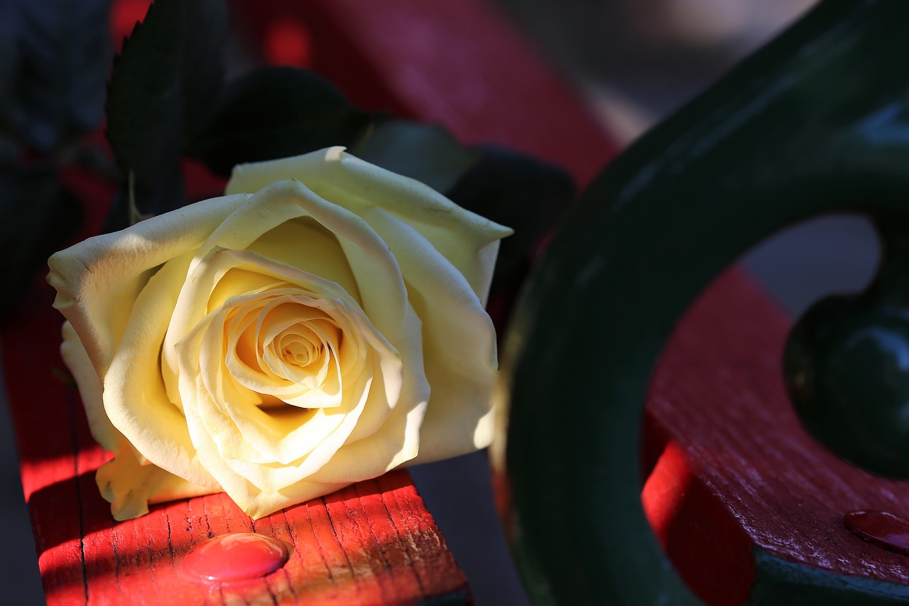 yellow rose on red bench  rosa foetida  flower free photo