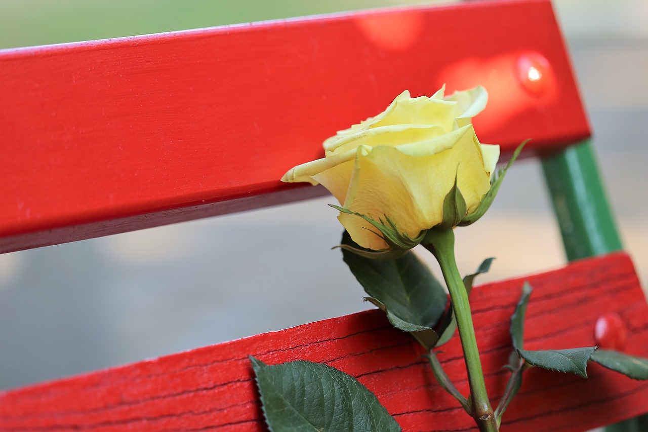 yellow rose on red bench  rosa foetida  flower free photo