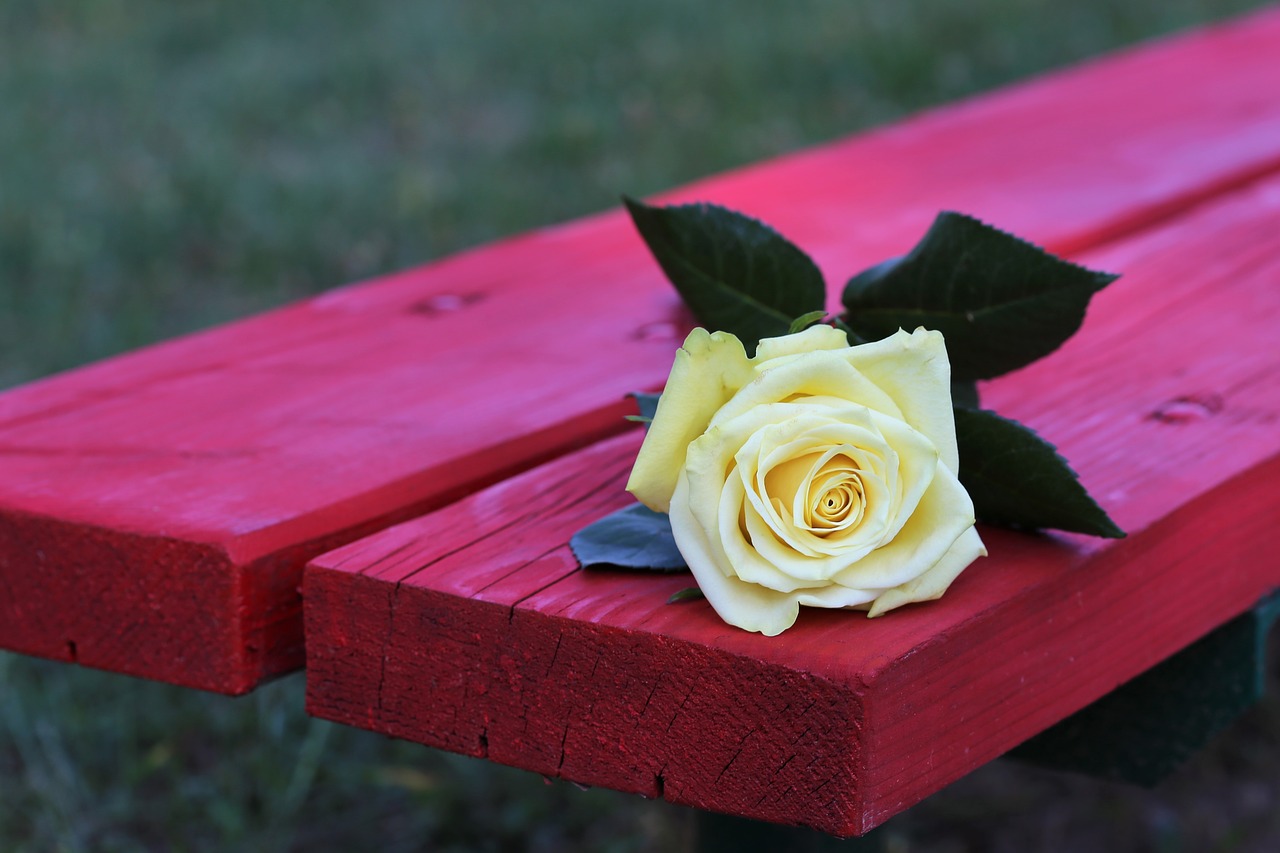 yellow rose on red bench  rosa foetida  flower free photo