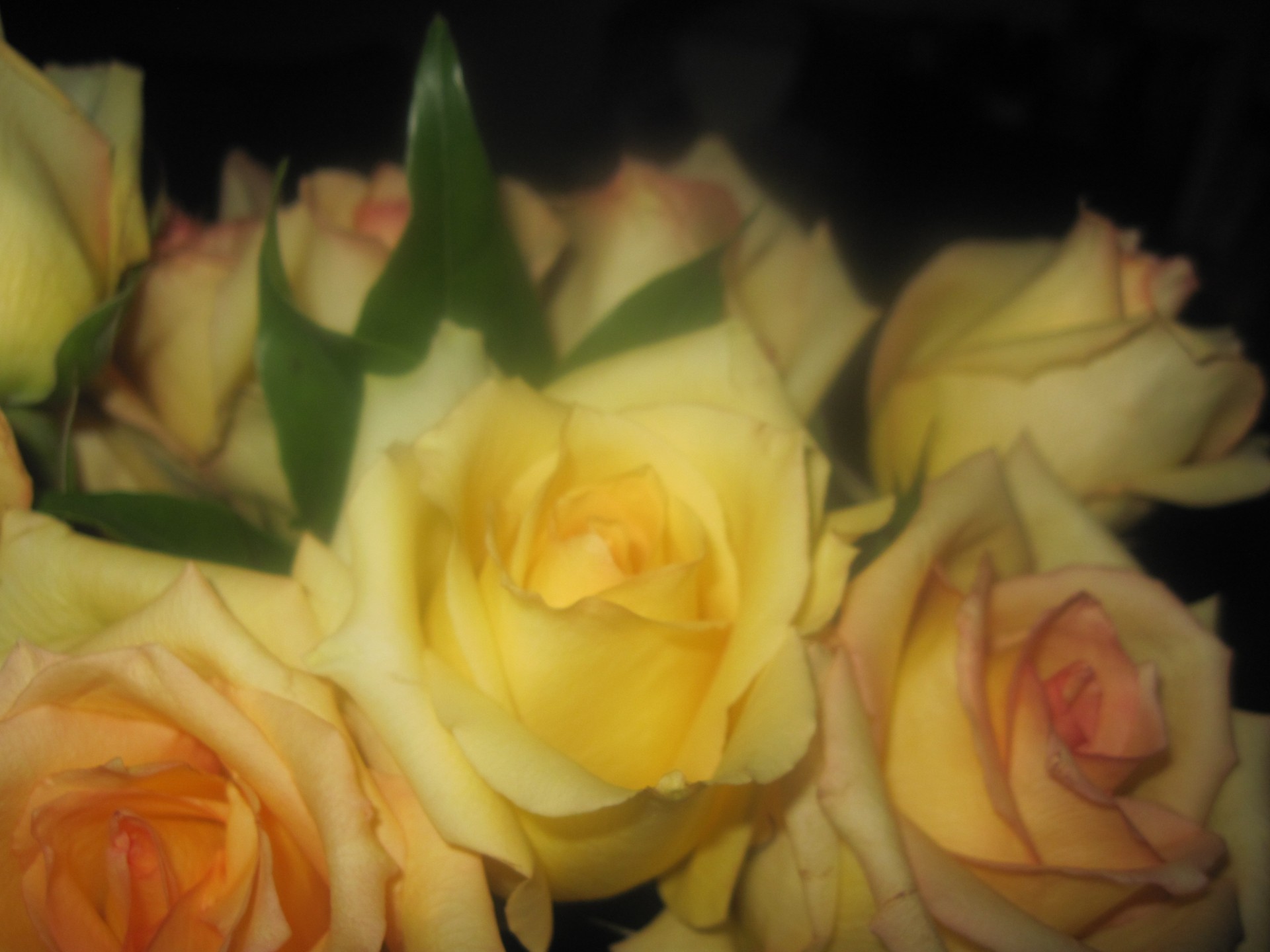 yellow rose love free photo