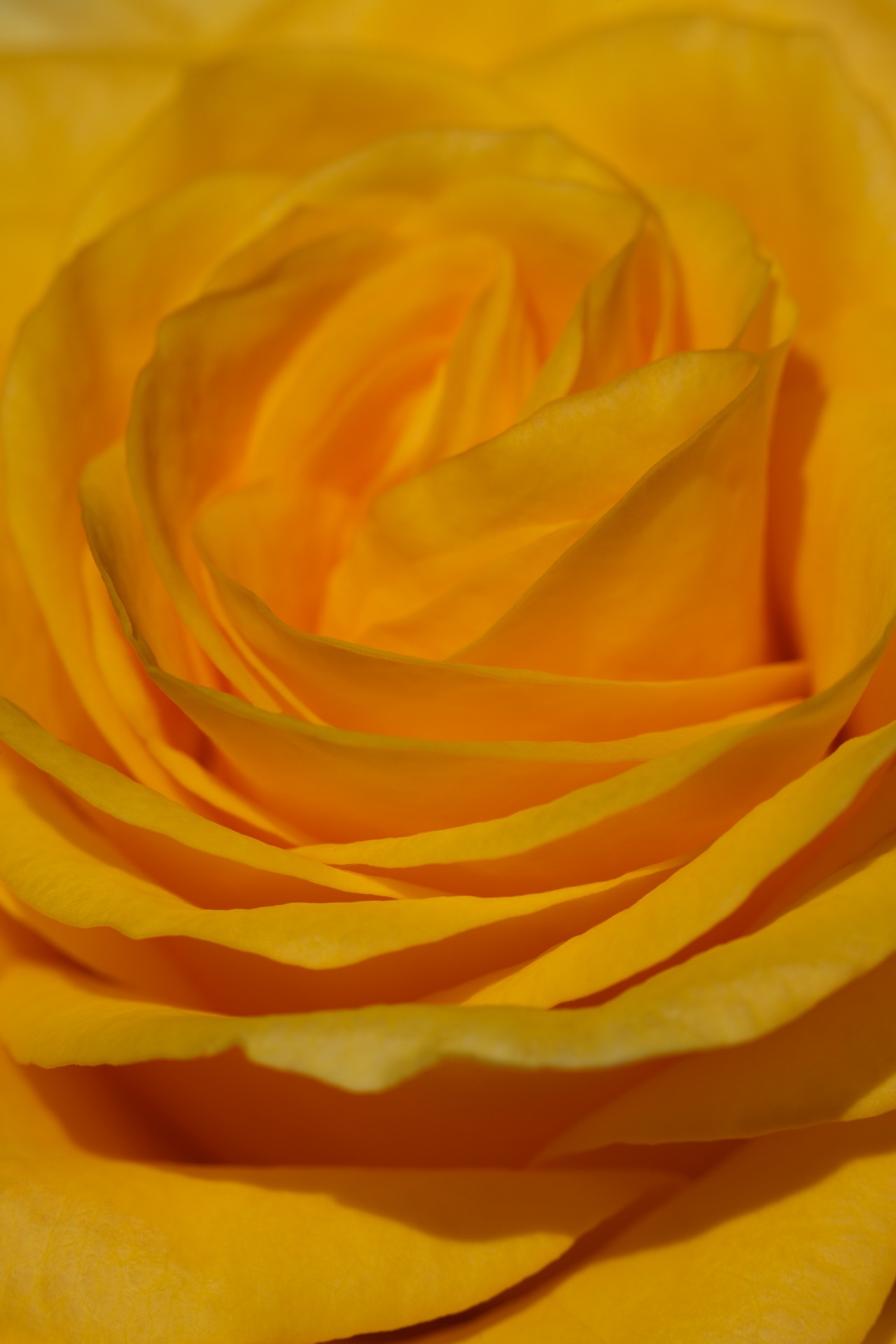 rose petals yellow free photo