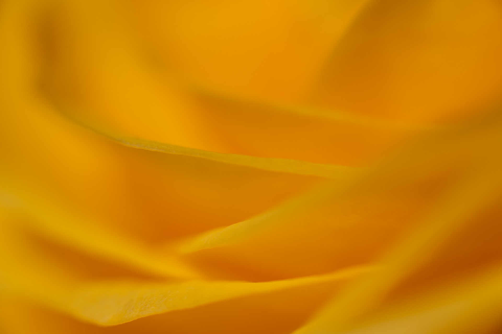 rose petals yellow free photo