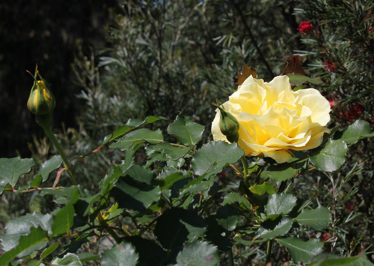 rose yellow flower free photo