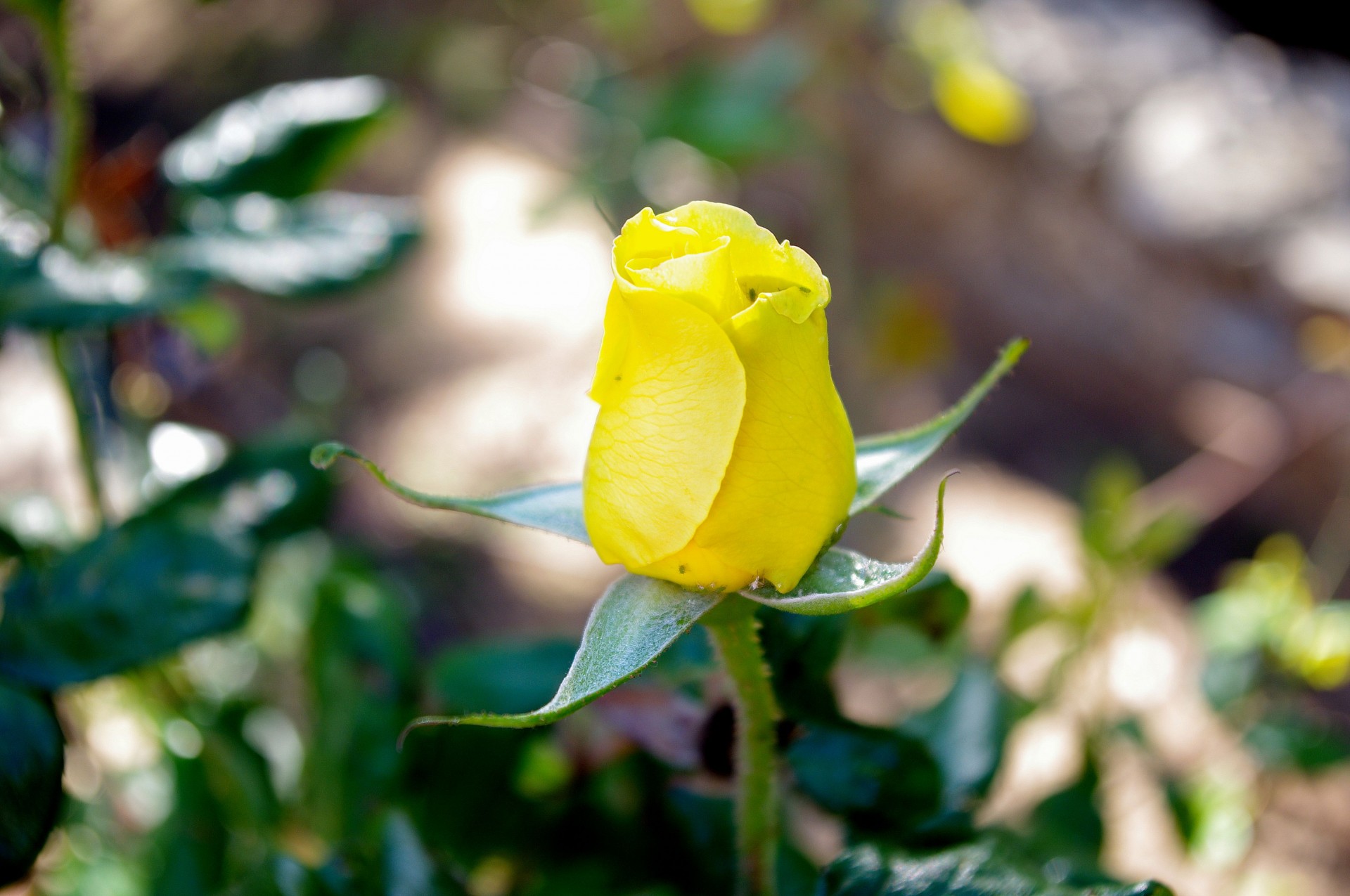 yellow rosebud rose free photo