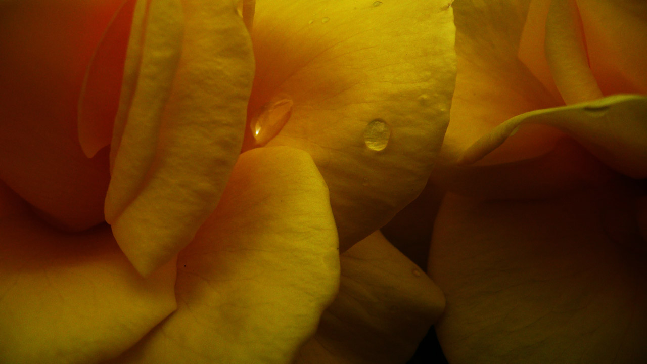 yellow roses flower free photo