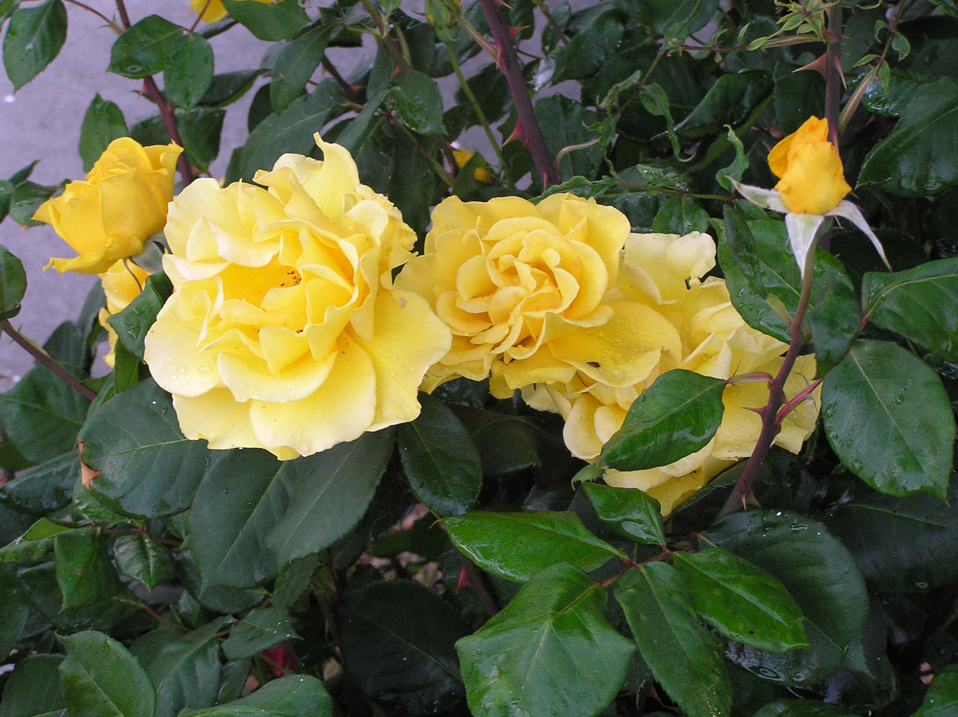 rose flower yellow free photo