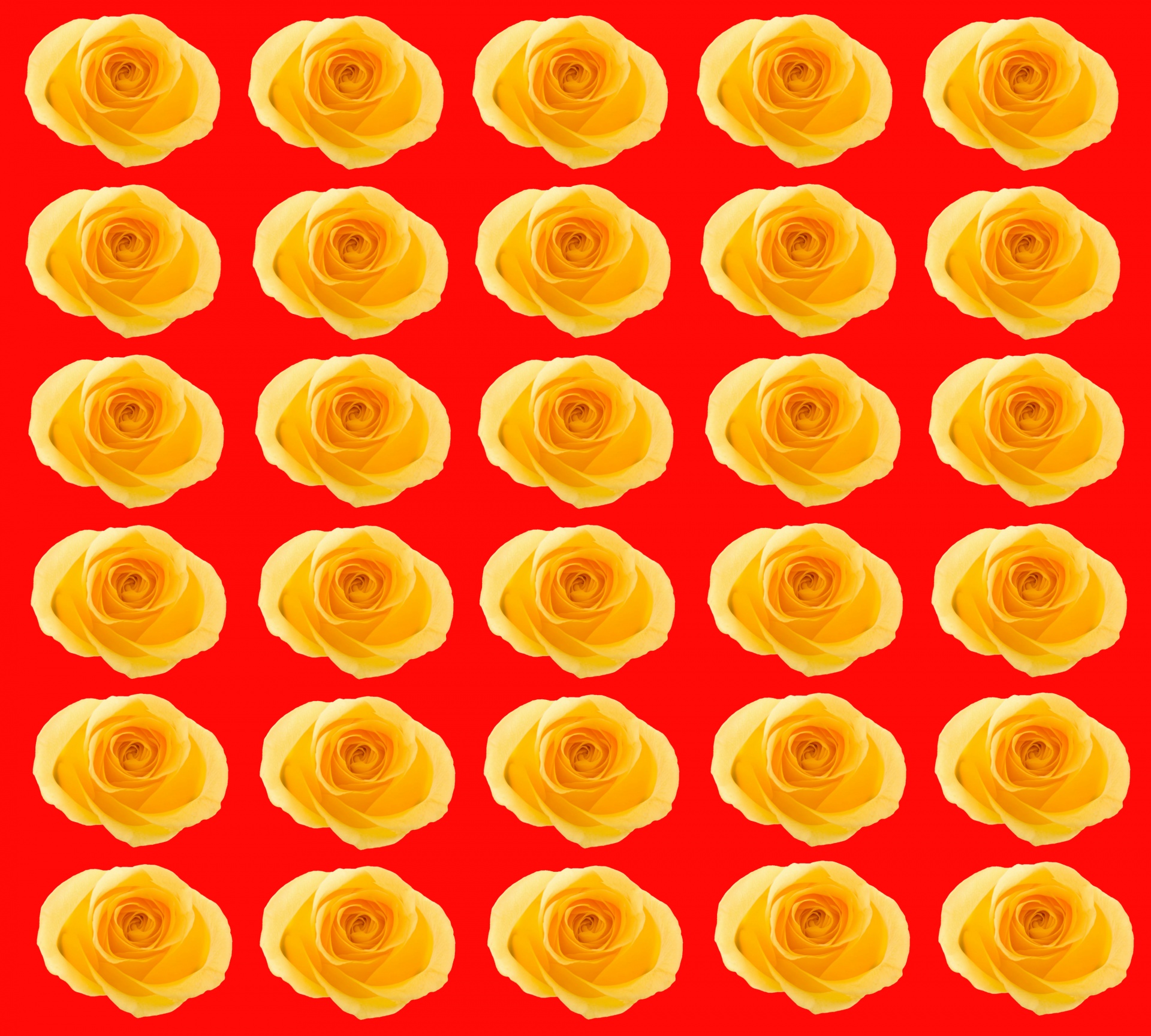 yellow roses red background yellow free photo