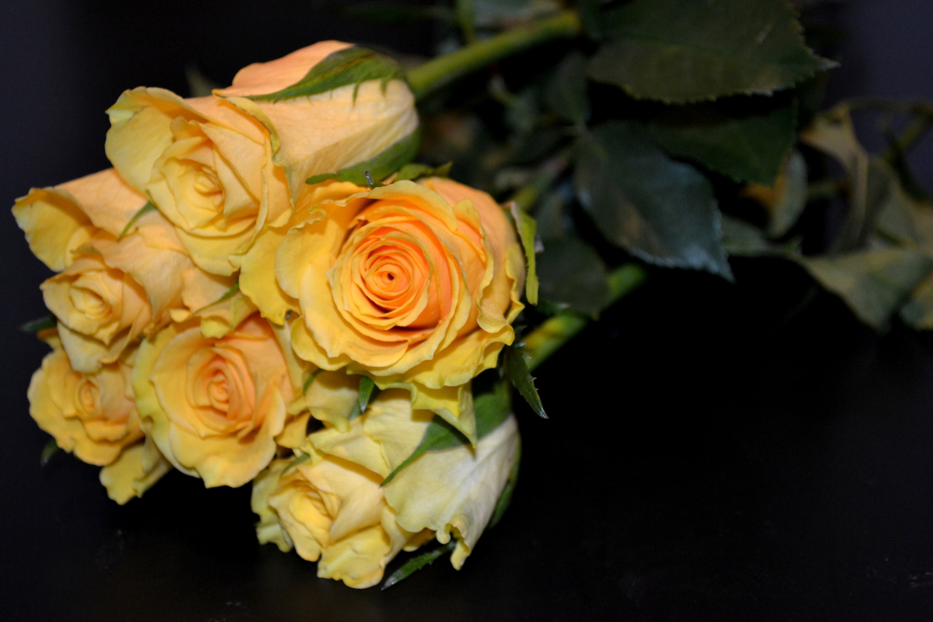 roses flowers yellow free photo