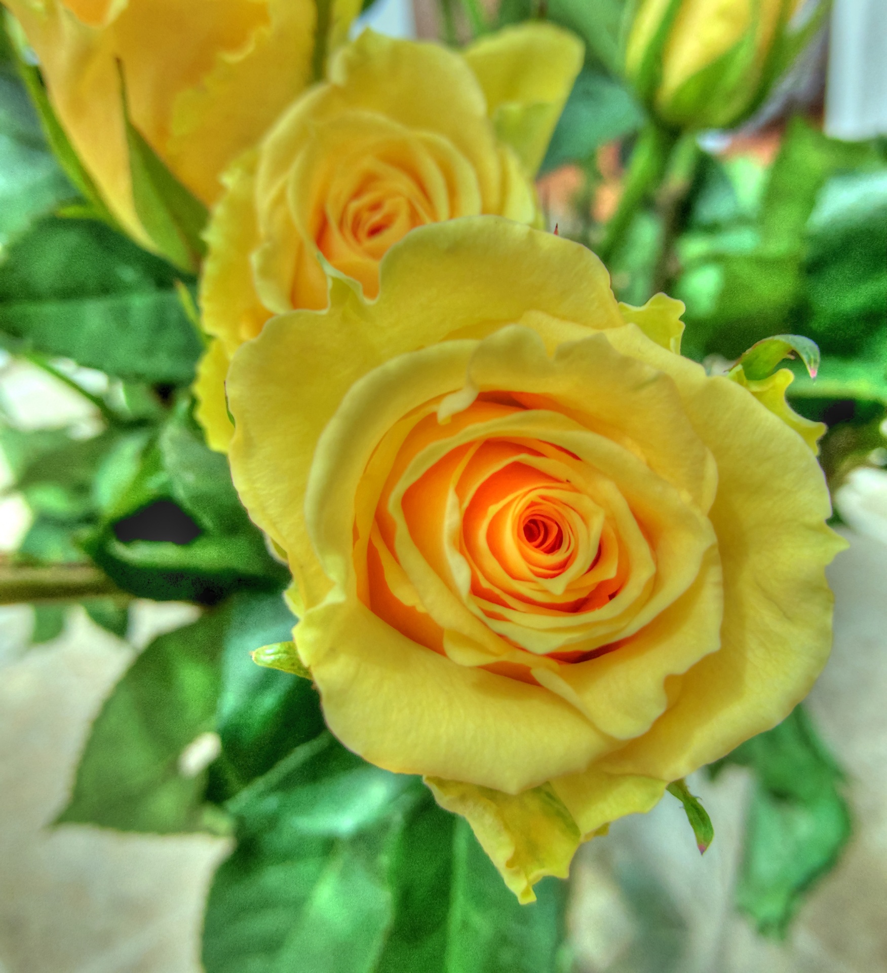 rose roses yellow free photo