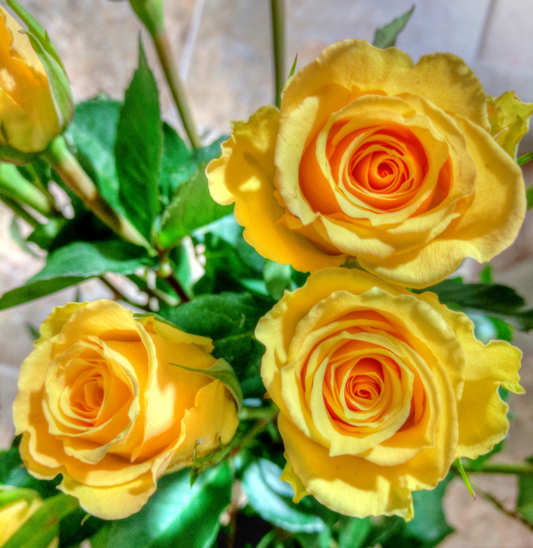 rose roses yellow free photo