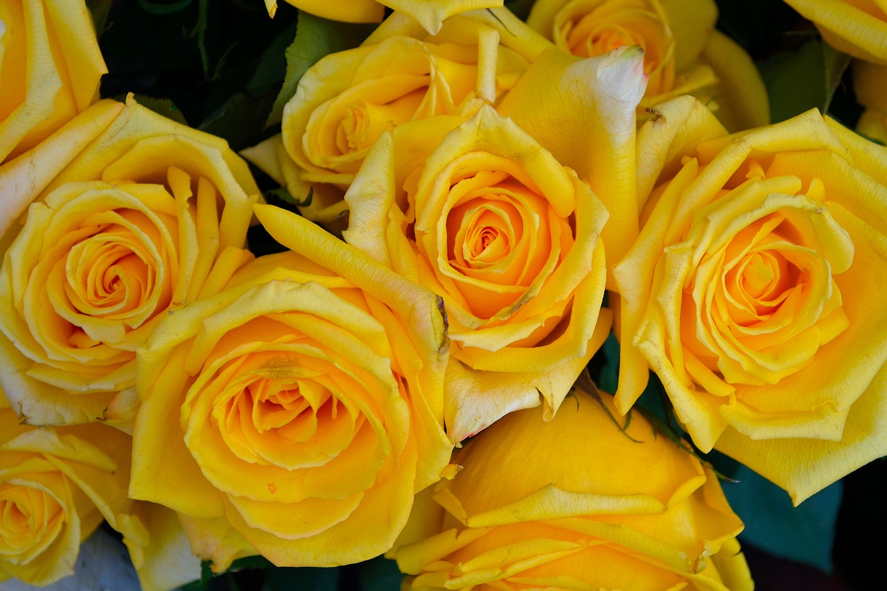 yellow roses flowers floral free photo