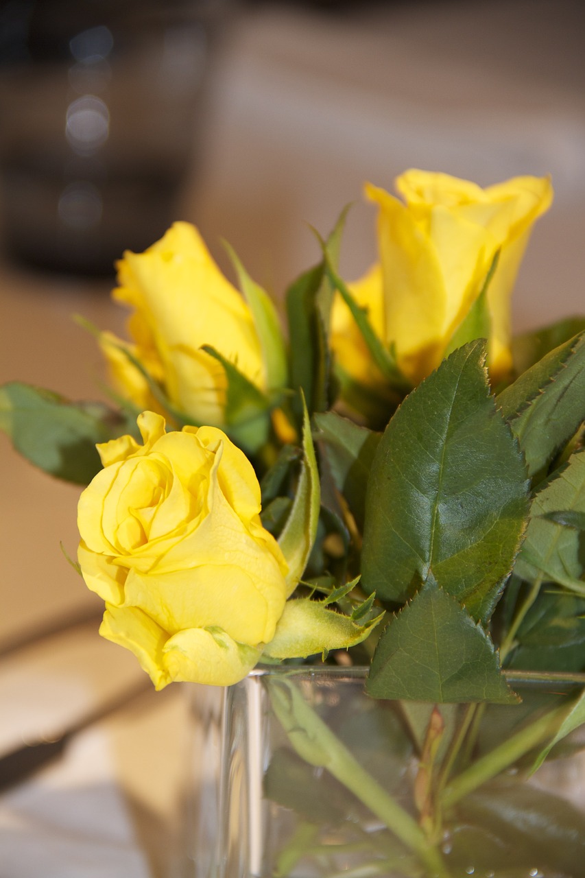 yellow roses flowers blossom free photo