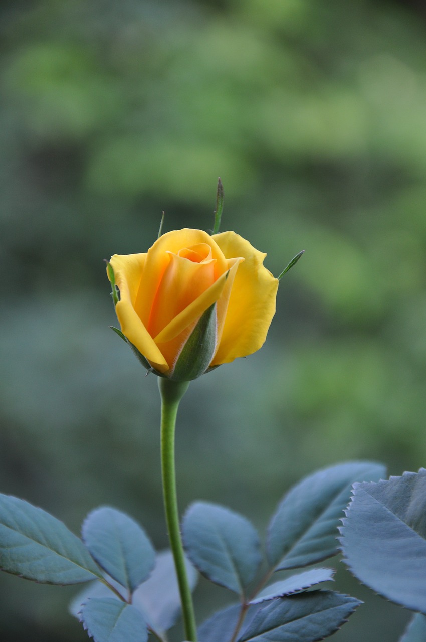 yellow roses summer rosebud free photo