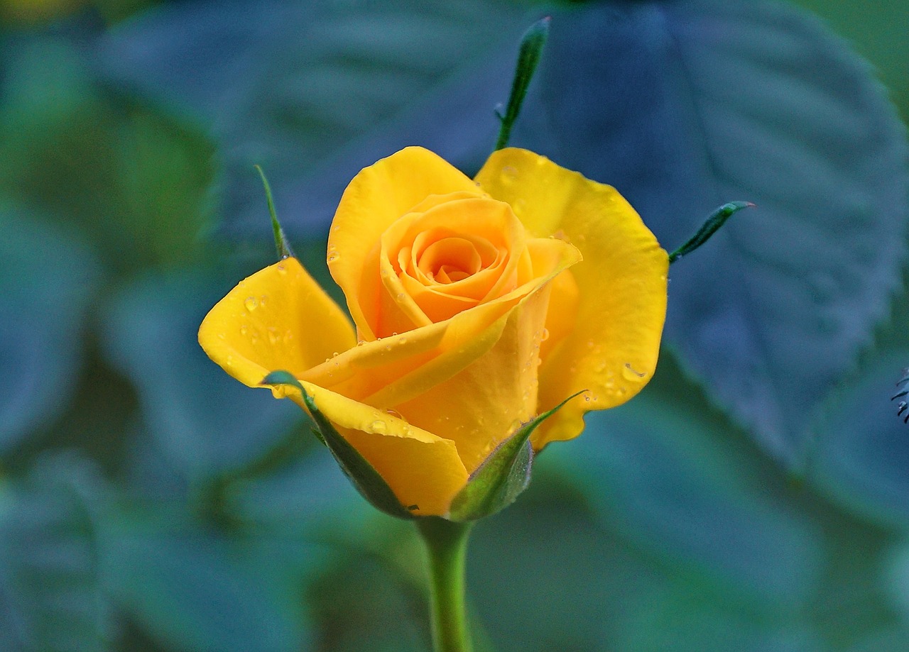 yellow roses yellow flower vicky free photo