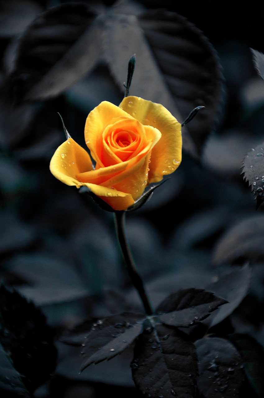 yellow roses summer nature free photo