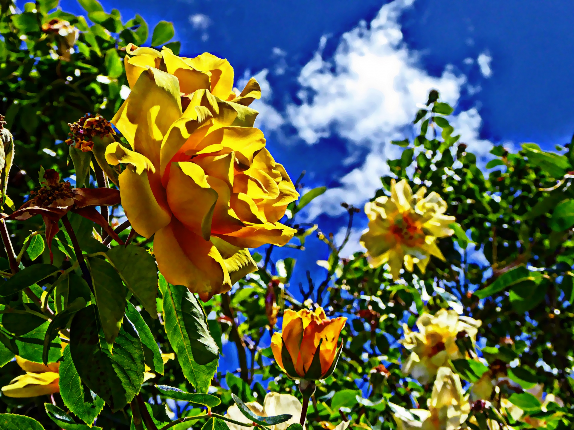 rose roses yellow free photo
