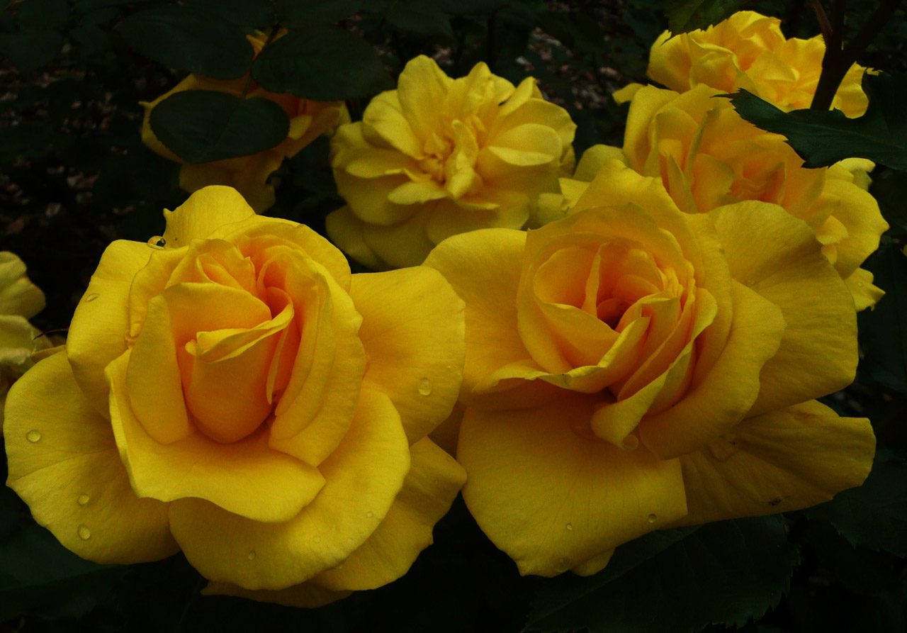 yellow roses flower free photo