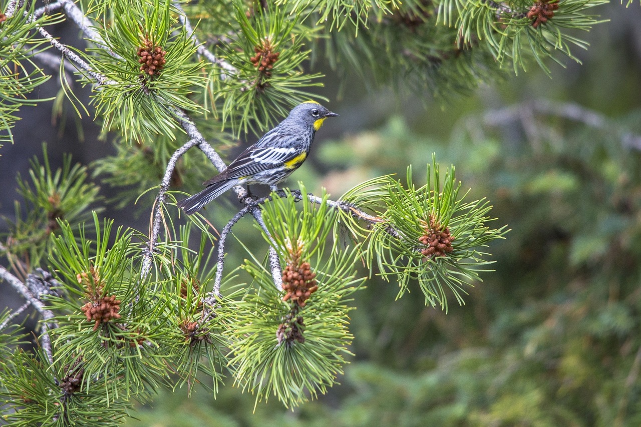 yellow-rumped warbler bird wildlife free photo
