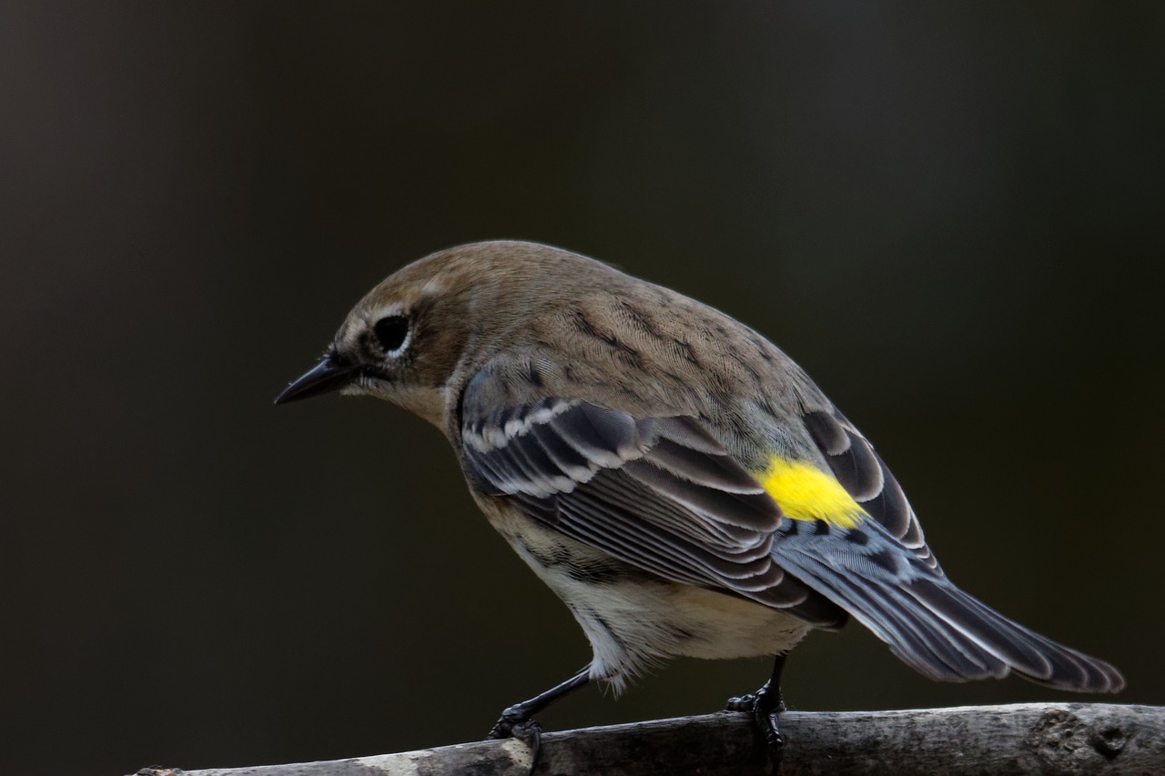 yellow-rumped warbler bird birding free photo
