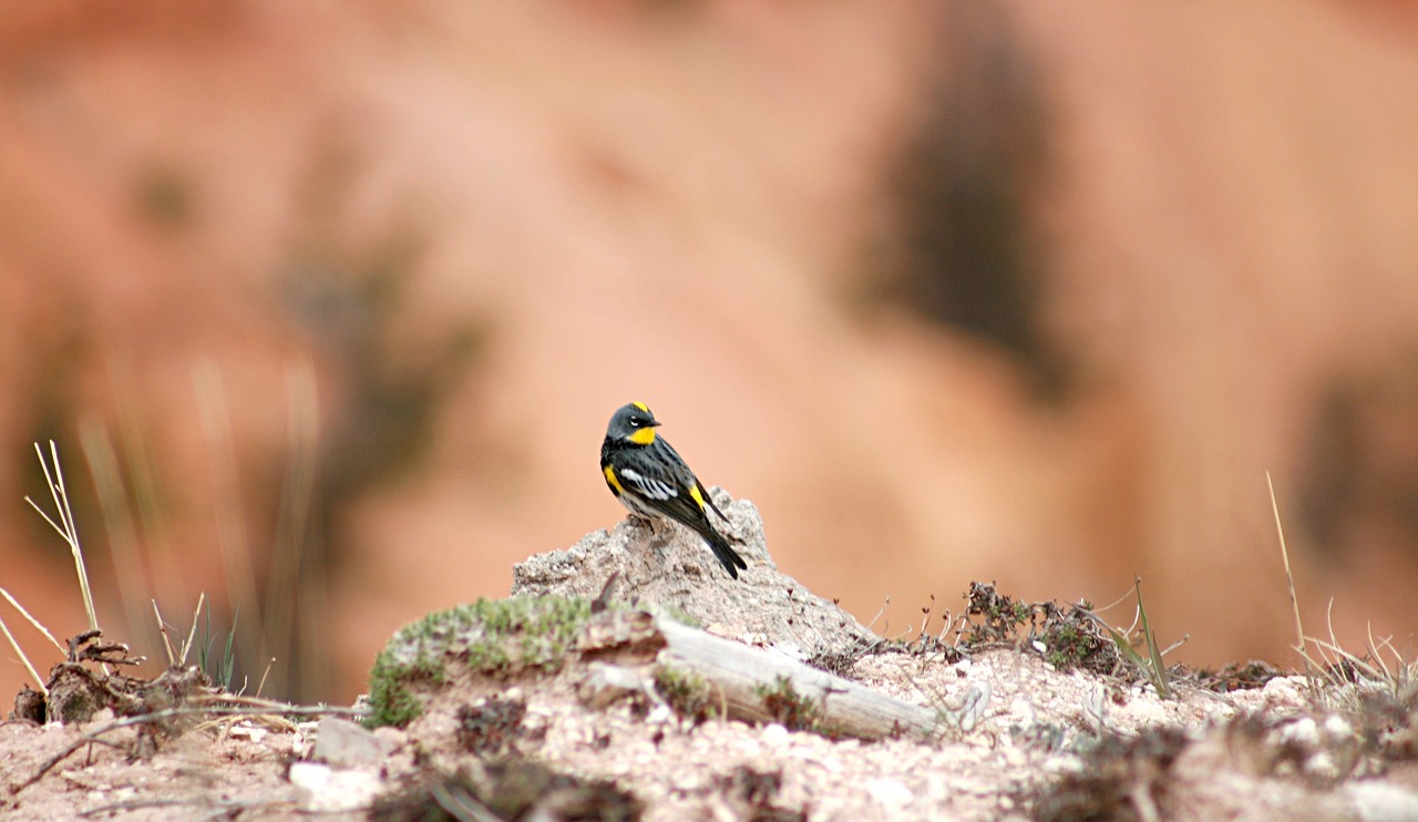 yellow rumped warbler bird looking free photo