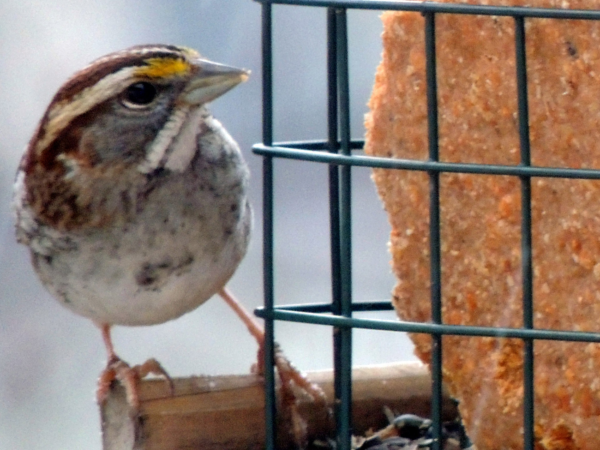 brown bird yellow free photo