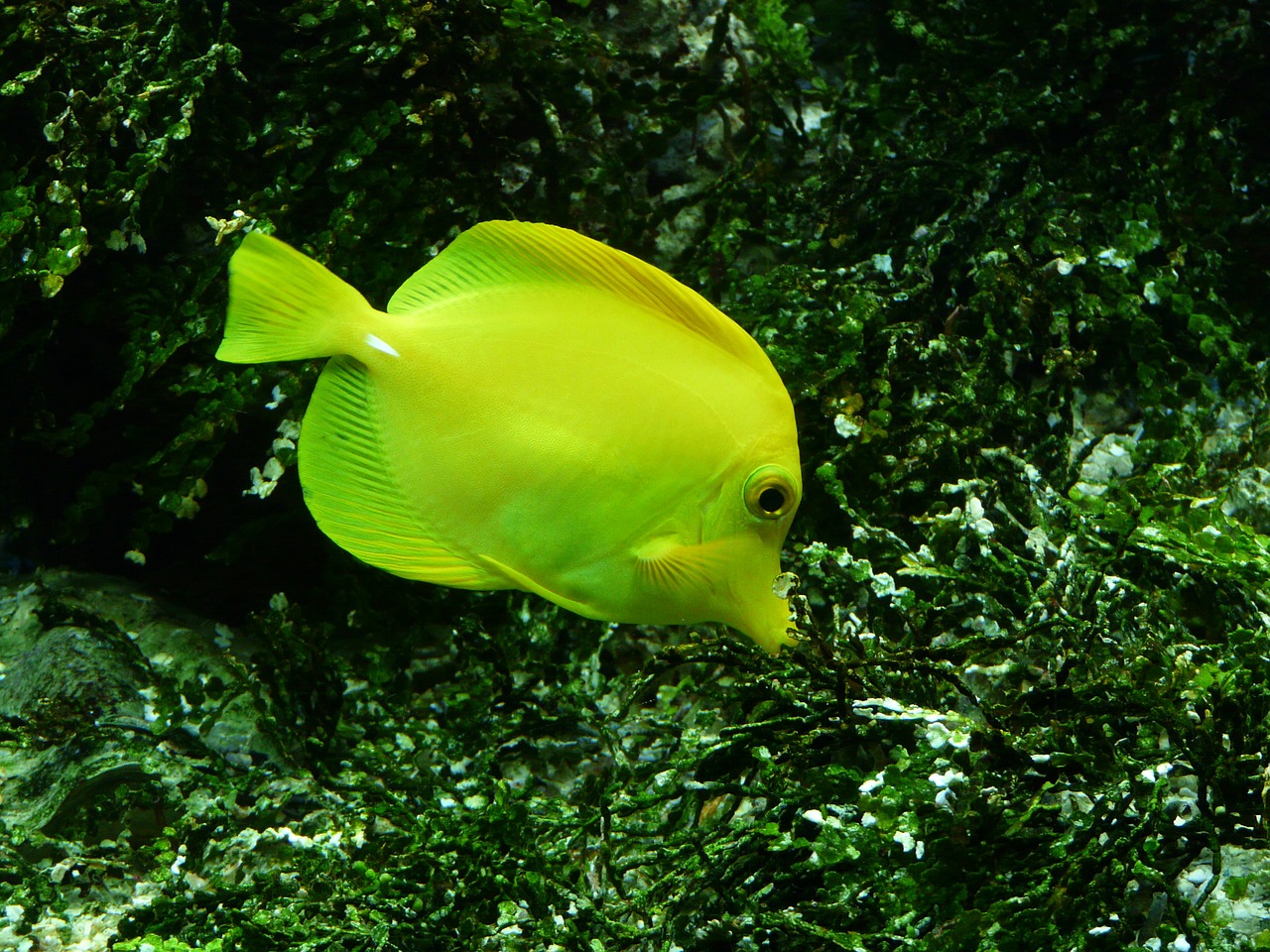 yellow segelflossendoktor fish zebrasoma flavescens free photo