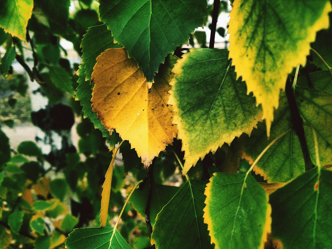 yellow sheet birch autumn free photo