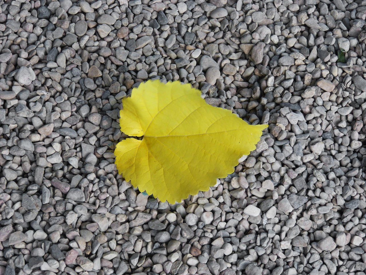 yellow sheet gravel autumn free photo