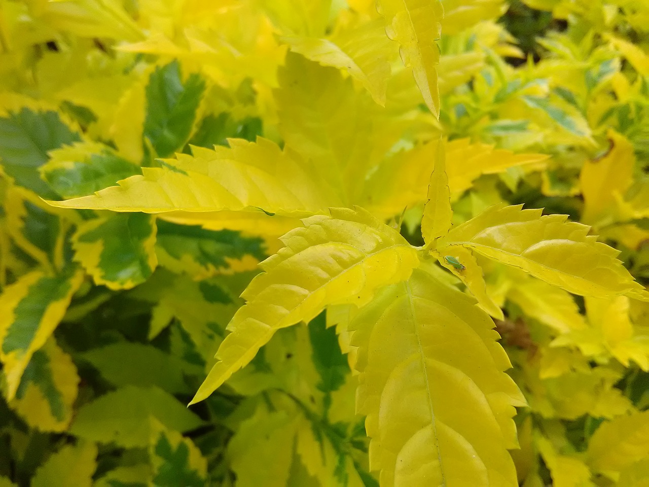 yellow sheet leaf yellow free photo