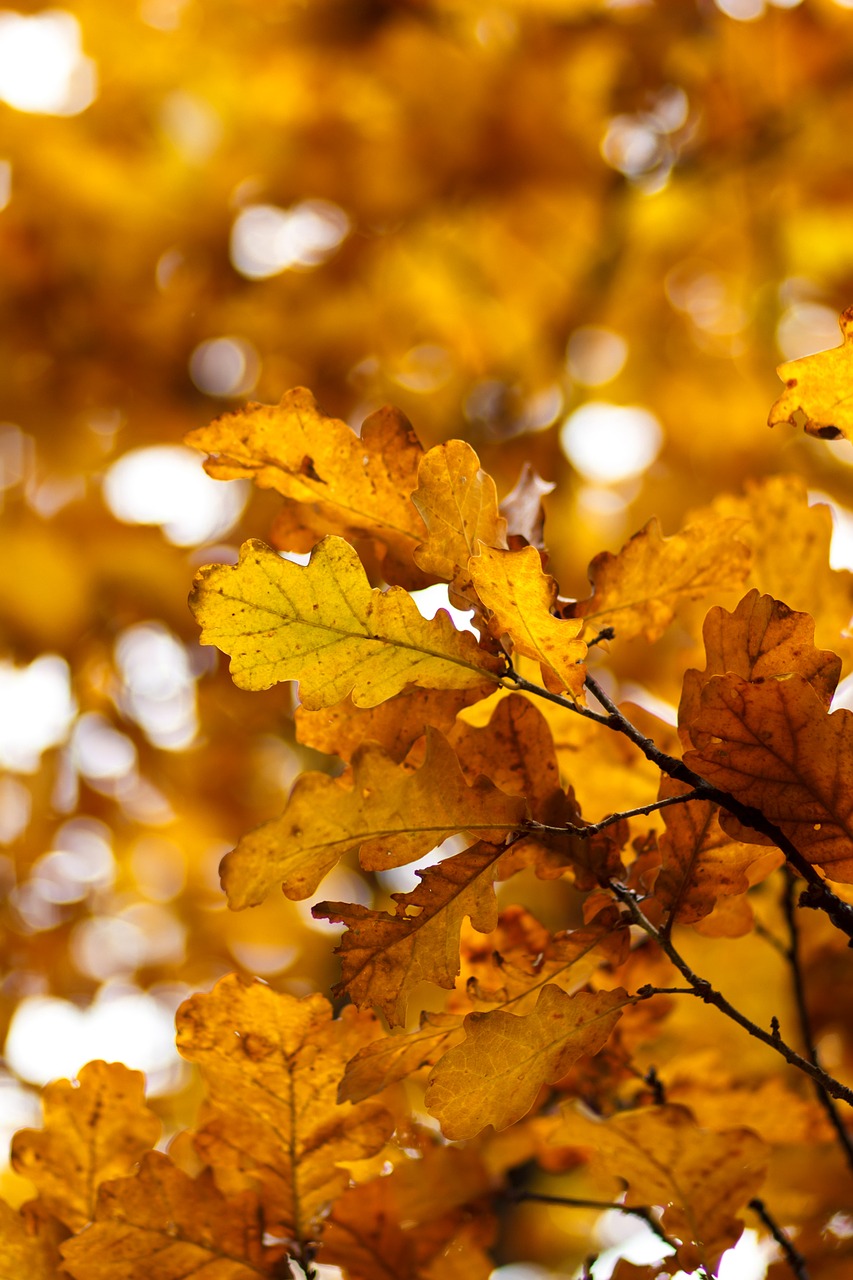 yellow sheet autumn oak free photo