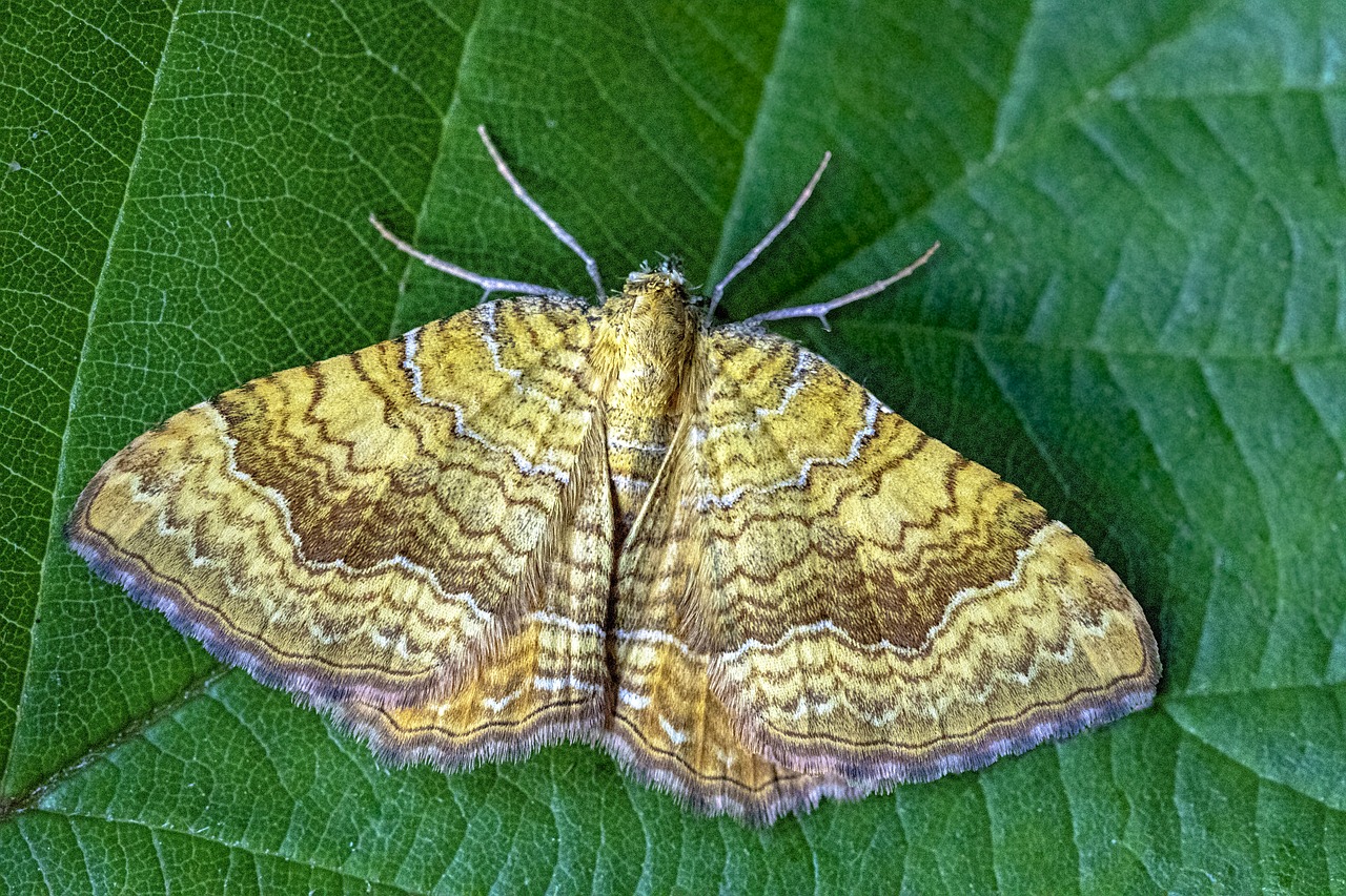 yellow- shell  moth  wings free photo