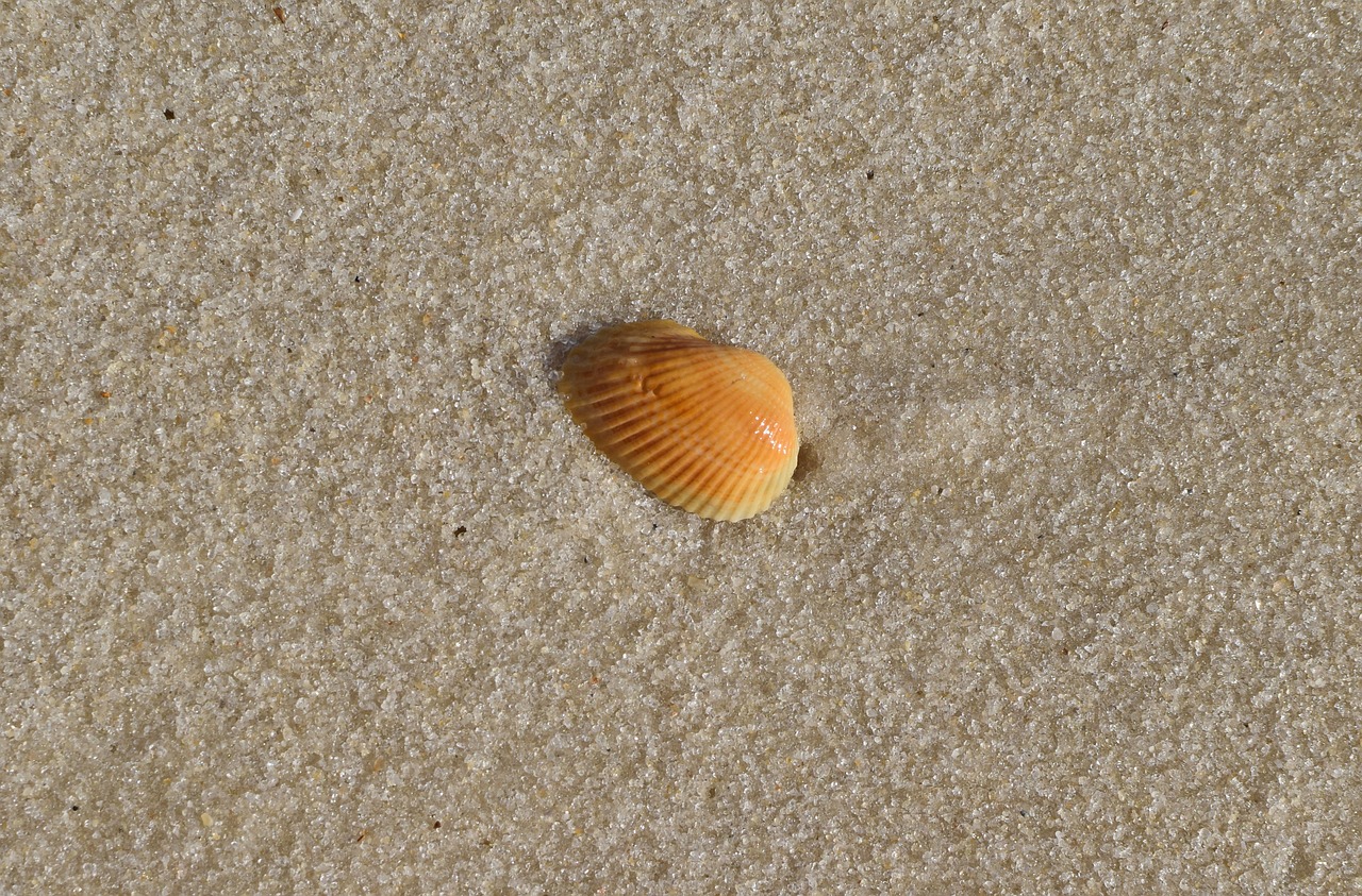 yellow shell in wet sand shell sand free photo