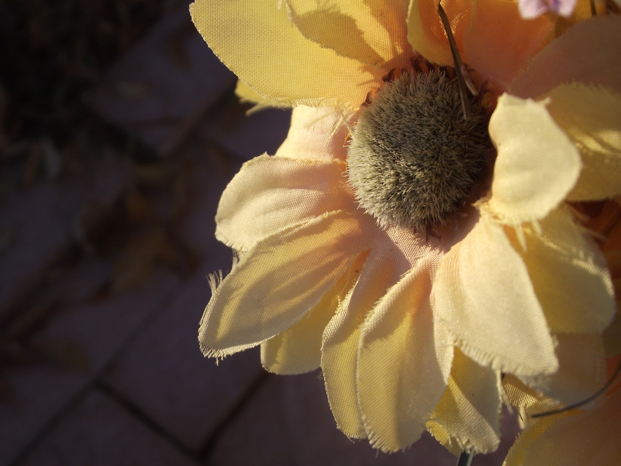 yellow silk flower free photo