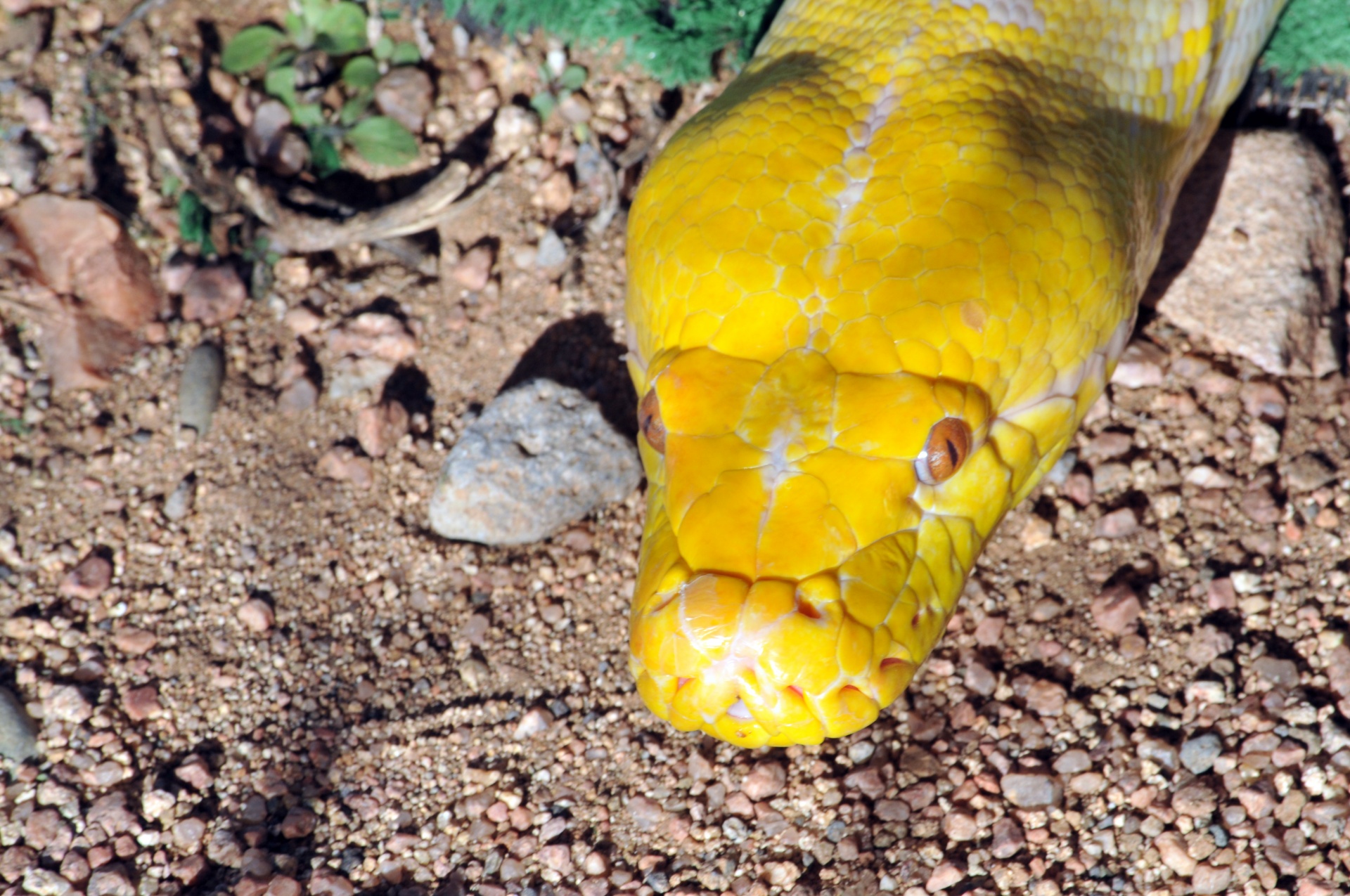 snake snakes yellow free photo
