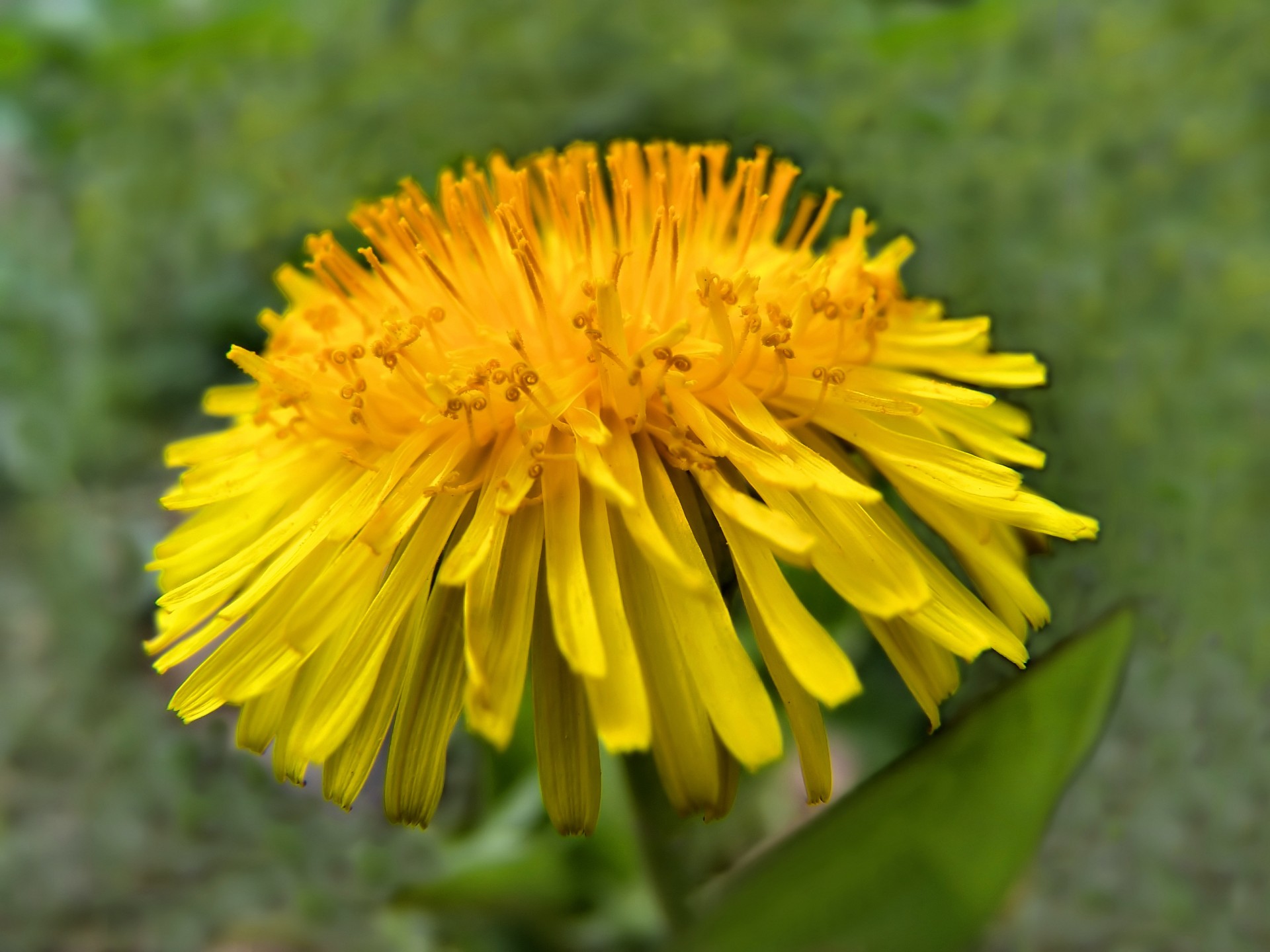 yellow dandelion flower free photo