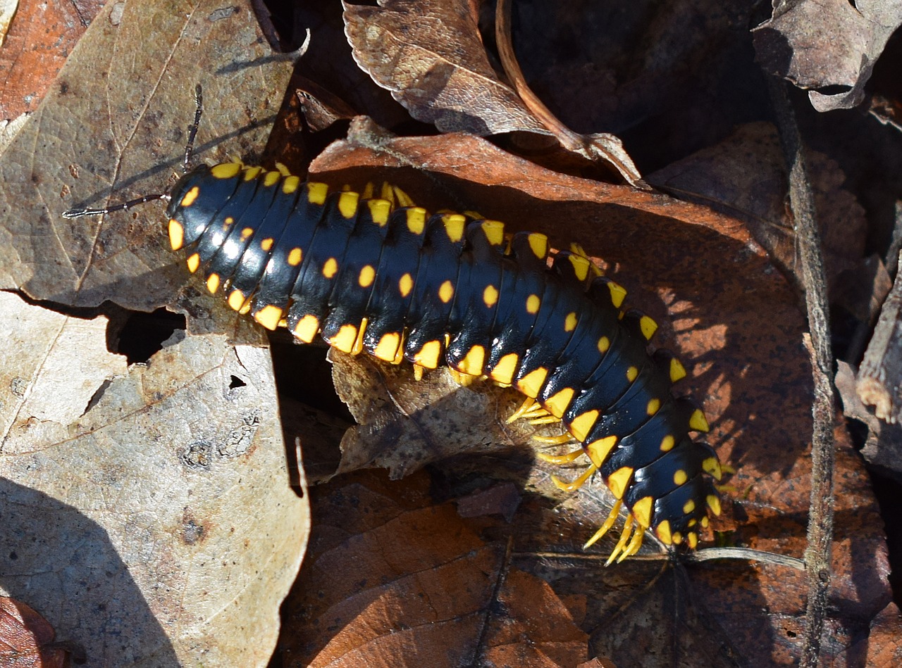 yellow spotted millipede millipede insect free photo
